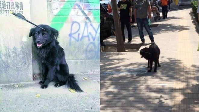 Chú chó sống sót kỳ diệu khi bị mũi tên bắn xuyên đầu