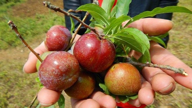 Đón hè, phượt thủ rủ nhau lên cao nguyên Mộc Châu hái mận