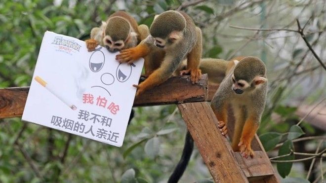 Động vật kêu gọi ‘không thuốc lá’ dường như hiệu quả hơn con người