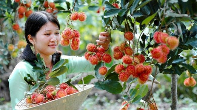 5 'vương quốc trái cây' ngay cạnh Sài Gòn không phải ai cũng biết