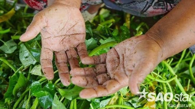 Cơ cực với nghề nhặt rau muống thuê ở Thủ Đức