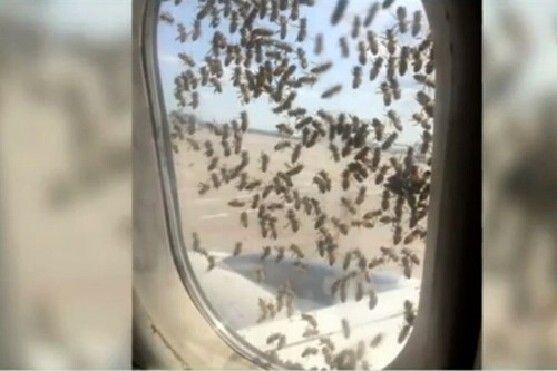 Đàn ong bu đen máy bay Vietnam Airlines, tiếp viên không dám mở cửa