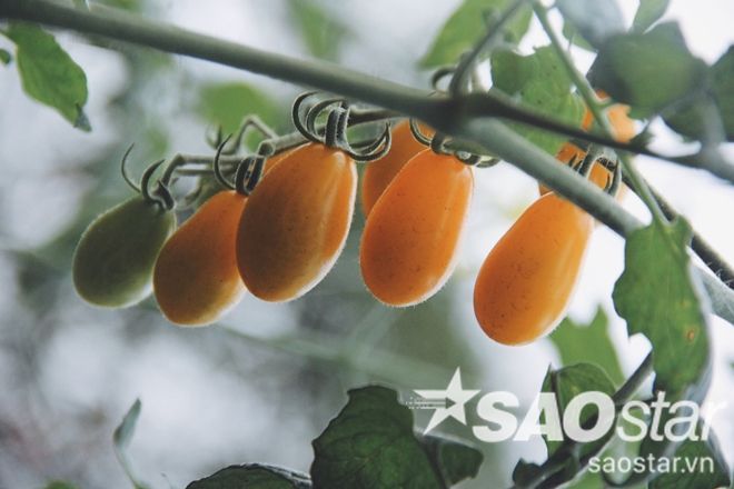 Khu vườn cà chua này sẽ là mơ ước của tất cả các tín đồ thích trồng trọt