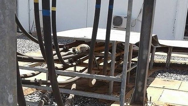 Khỉ rơi vào máy biến áp, cả đất nước Kenya mất điện