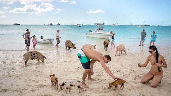 Hòn đảo lợn siêu đáng yêu khiến du khách phát cuồng