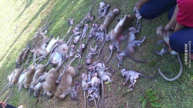 Cây cổ thụ bật rễ, 52 con khỉ chết lăn lóc dưới mặt đất