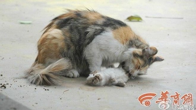 Xúc động hình ảnh mèo mẹ cố lay mèo con đã chết tỉnh dậy