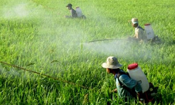 Mỗi ngày chi 20,5 tỉ đồng nhập thuốc trừ sâu TQ: Việt Nam đang tự đầu độc chính mình