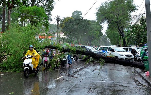 Mưa lớn cây đổ đè lên người đi xe máy ở Sài Gòn