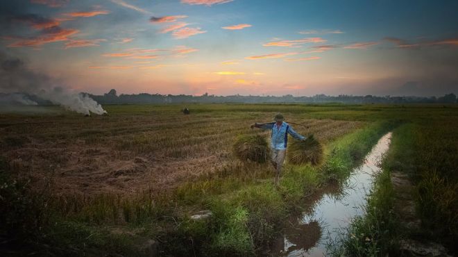 Nét đẹp mộc mạc trên cánh đồng Bắc Bộ vào mùa gặt