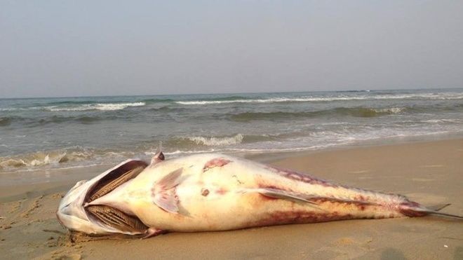 Các hóa chất trong nước thải của Formosa độc hại ra sao?