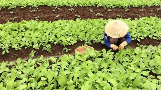 Rau nhà giàu: Đắt gấp đôi bò Mỹ, đỡ tiền mua thuốc