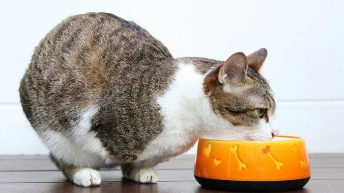 Chuyện cổ tích về chú mèo không đuôi, chỉ sống bằng hai chân sau