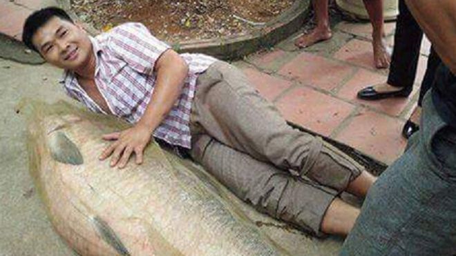 Thái Nguyên: Bắt được cá trắm 'siêu khủng', nặng hơn nửa tạ