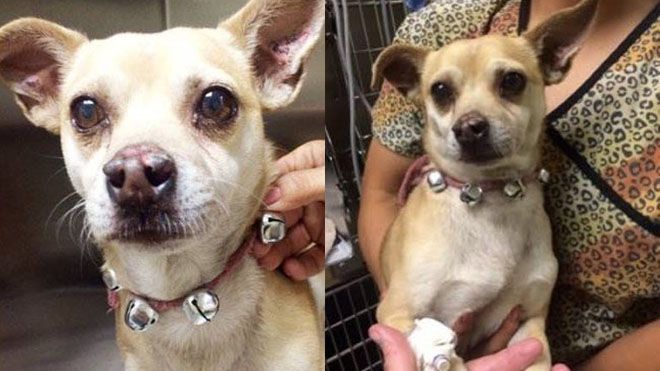 Sốc: Chú chó sử dụng ma túy đá và cái kết đắng cho chủ nhân