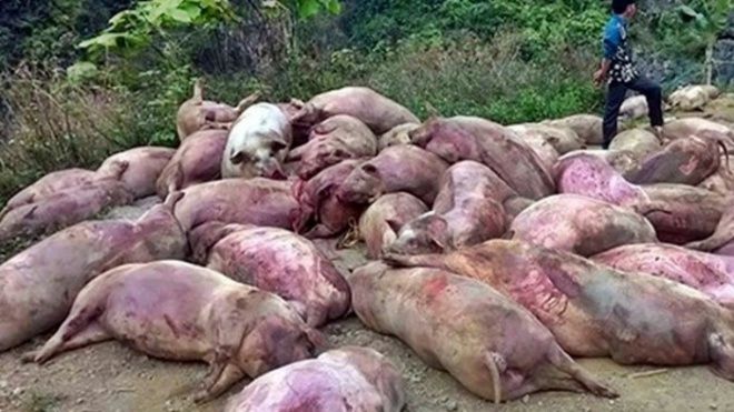 Công ty Đài Loan vứt hàng trăm xác heo thối ra thượng nguồn sông Sài Gòn