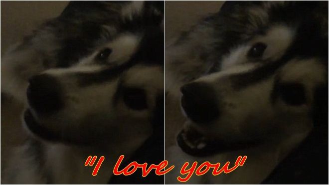 Video đáng yêu: Chú chó Alaska nói ‘I love you’ để nịnh chủ