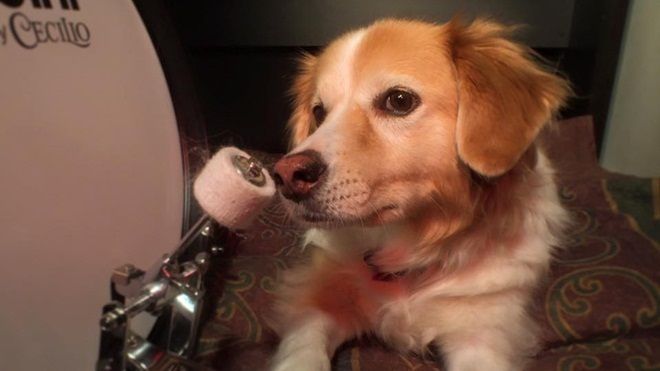 Thừa nhận đi, bạn chơi nhạc hay cũng chưa chắc sẽ nổi tiếng bằng cô chó này