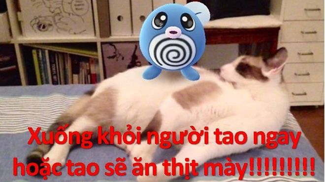 Thú cưng của bạn có khả năng 'linh cảm' Pokémon?