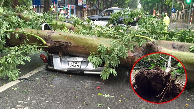 Hà Nội: Khu dân cư cao tầng hoảng loạn, hàng loạt ô tô bị 'hạ gục' vì mưa bão