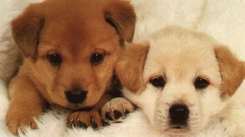 Chó cưng qua đời, chàng trai Sài Gòn mua tủ đông ướp xác