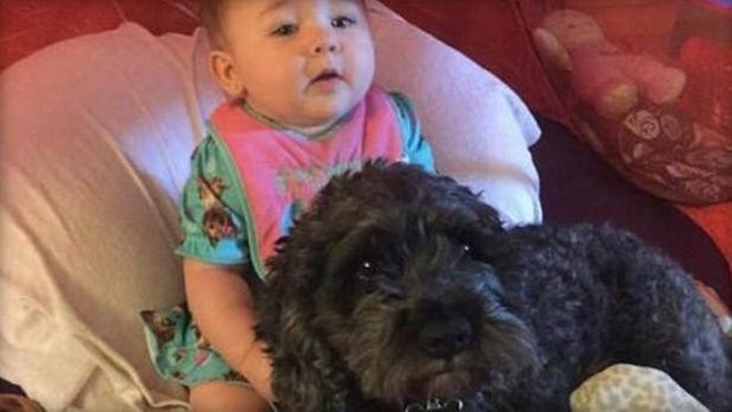 Mặc hỏa hoạn kinh hoàng, chú chó vẫn kiên quyết che chở cho em bé 8 tháng tuổi