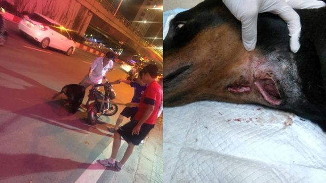 Chú chó bị đâm trọng thương ở Hà Nội: Xuất hiện vết nhiễm trùng mới