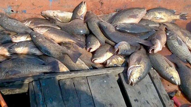 Lấy mẫu cá 4 tỉnh miền Trung để xét nghiệm “có thể ăn được không