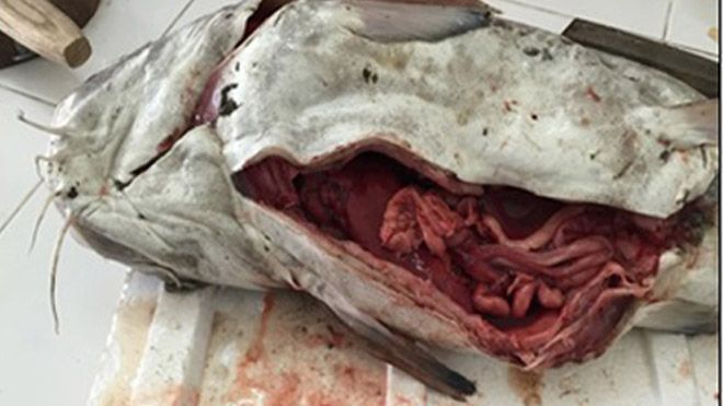 Vẫn phát hiện chất kịch độc cyanua trong nhiều mẫu cá