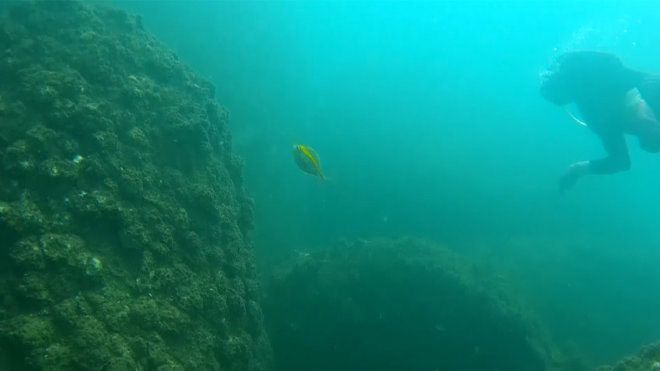 Xem clip cá trở về đáy biển Nhân Trạch, Quảng Bình