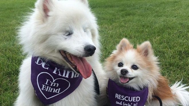 Lý do đáng yêu đằng sau hình ảnh ‘cặp đôi’ sang chảnh không bao giờ rời nhau