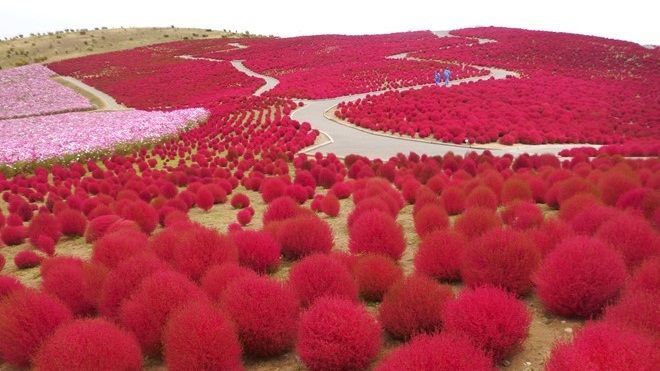 Mùa thu đi Nhật ngắm cỏ đổi màu