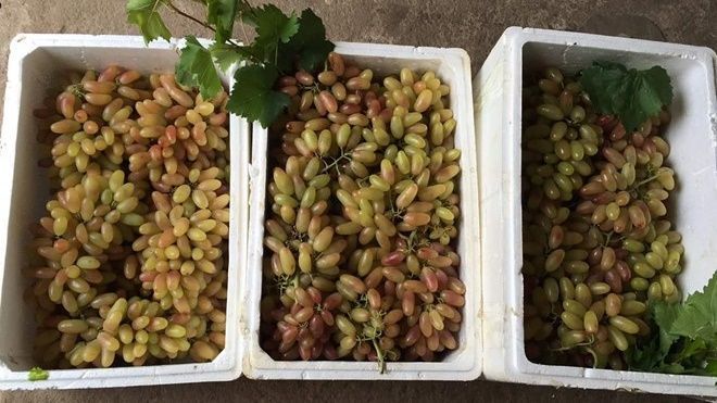 Nho 'mỹ nhân chỉ' của Trung Quốc, người Việt tranh nhau mua