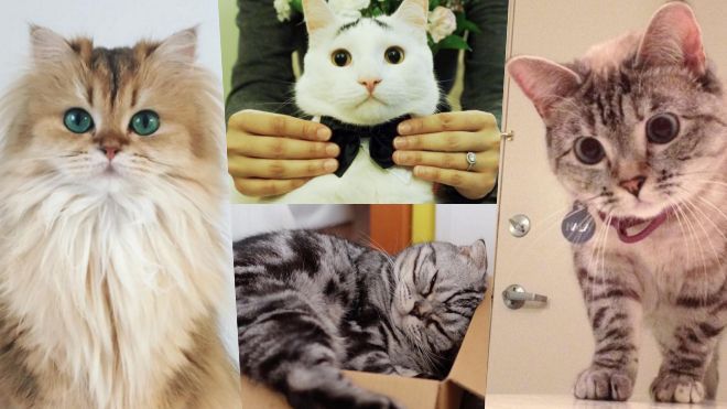 Khi bạn nhận ra tài khoản Instagram của mình còn không hot bằng những chú mèo!