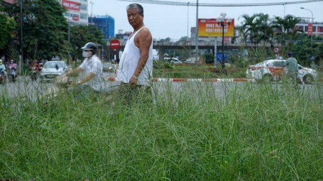 Dừng chi tiền tỷ, cỏ mọc um tùm khắp nẻo đường Thủ đô