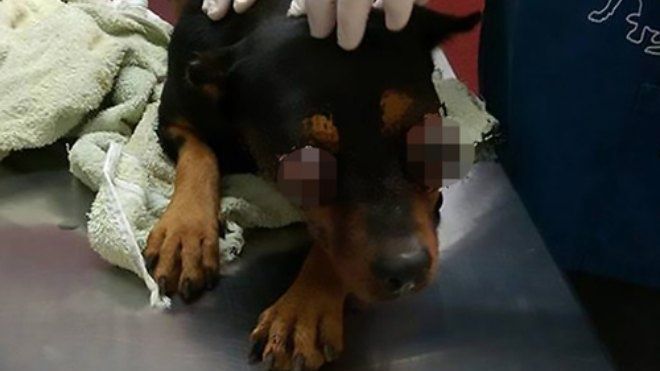 Chú chó được tiêm thuốc chết nhẹ nhàng sau khi bị móc mắt dã man