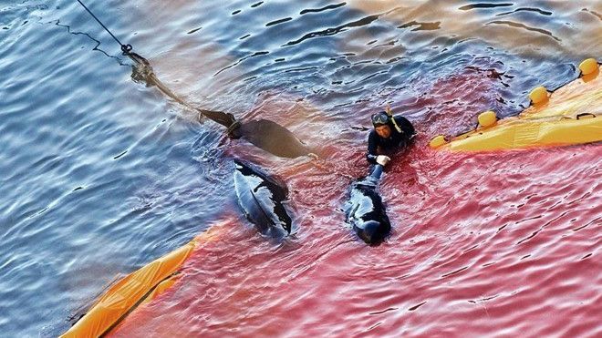 Nhật Bản vào mùa săn cá heo đầy tai tiếng