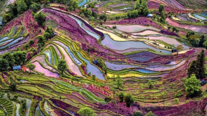 Ruộng bậc thang đầy màu sắc lạ ở Vân Nam
