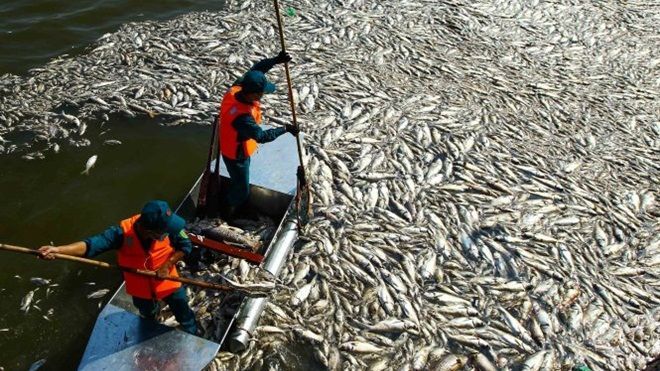 Cá chết nổi trắng hồ Tây: Chỉ số oxy mặt hồ bằng 0