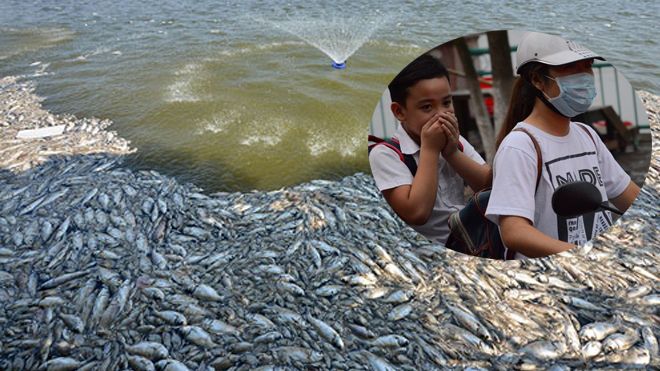 Cá chết hàng loạt, người dân hồ Tây bị cô lập, tạm dừng mọi hoạt động kinh doanh