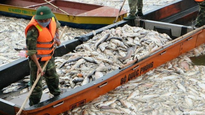 Gần 80 tấn cá chết ở hồ Tây được tiêu hủy như thế nào?