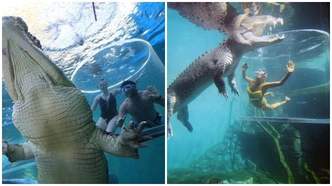 Bơi cùng cá sấu trong Lồng tử thần
