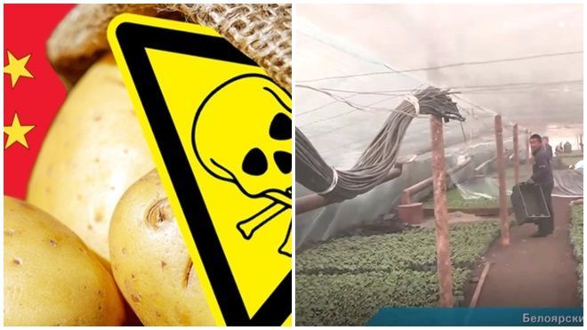 Chấn động: Rau quả Trung Quốc đầu độc hàng trăm trẻ em Nga