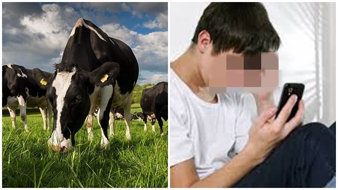 Kinh hoàng gã đàn ông biến thái ép một bé trai quan hệ với bò