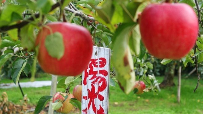 Vườn táo Nhật chín đỏ mùa thu