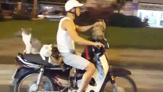 Báo Anh kinh ngạc thanh niên Việt Nam đi xe máy chở 4 chú mèo