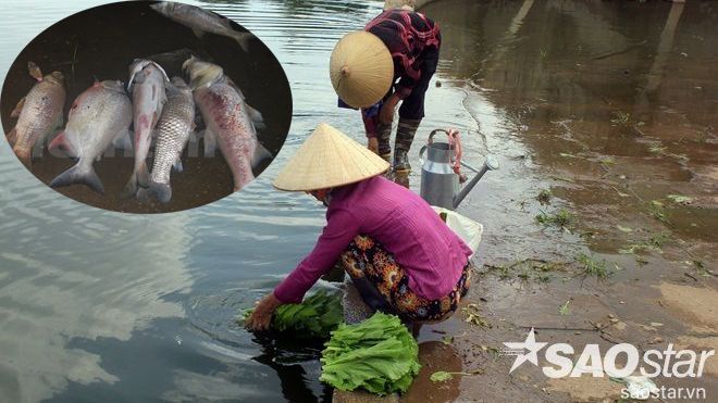 Gần 2 tạ cá chết ở hồ Linh Đàm, người dân vẫn hồn nhiên rửa rau