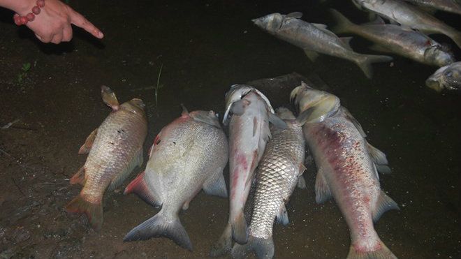 Hà Nội điều tra nguyên nhân cá chết tại hồ Linh Đàm