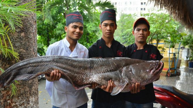 Bỏ hơn 200 triệu để mua cá hô và cá leo khổng lồ