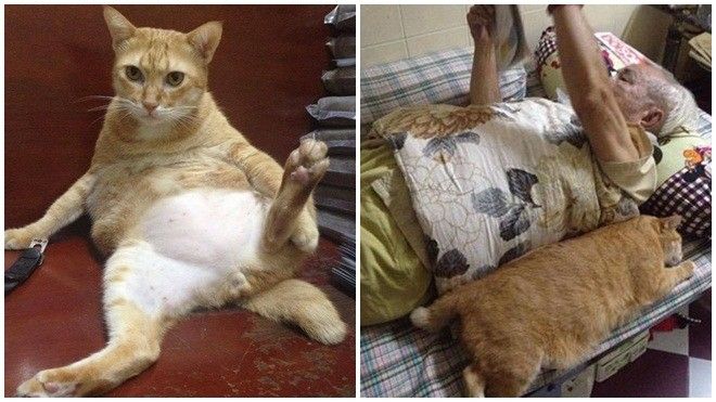 Khi loài mèo 'thống trị thế giới' thì cụ ông 90 tuổi cũng phải tập hát ru